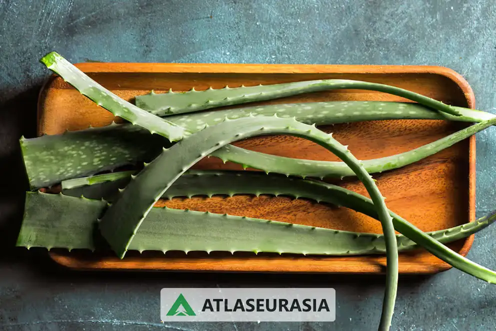 اسانس آلوئه ورا